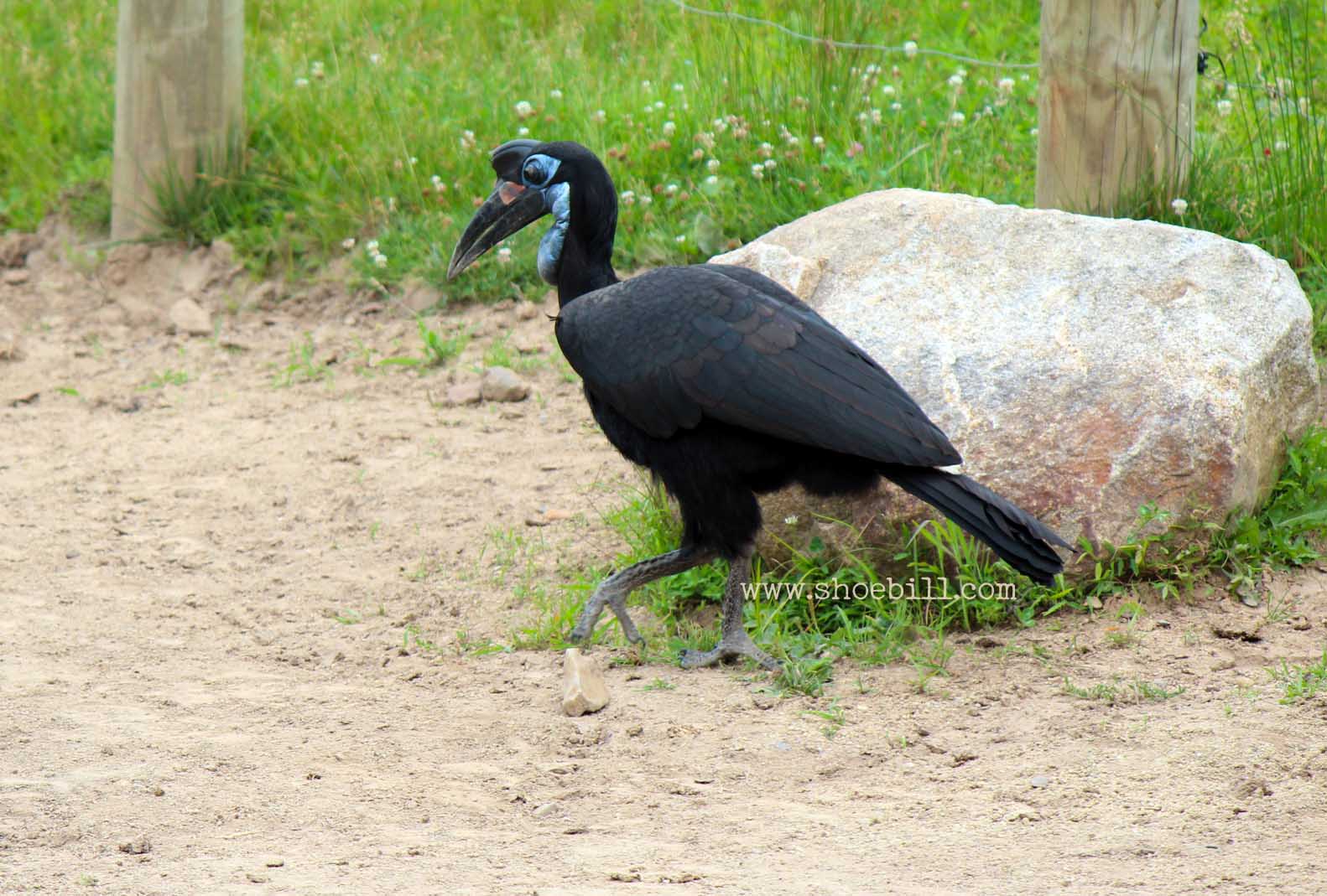 Abyssinian Ground Hornbill