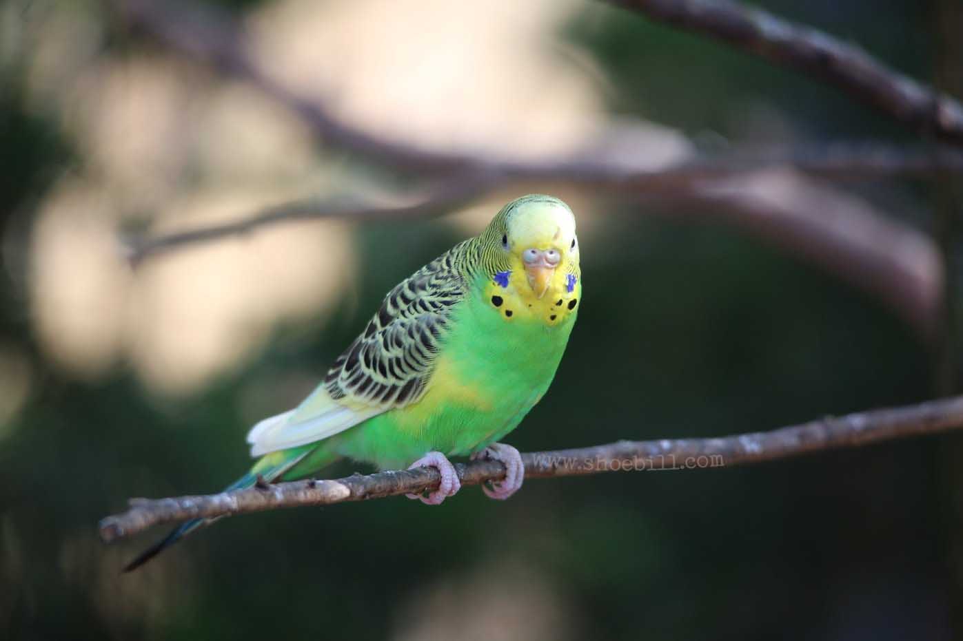 Budgerigar