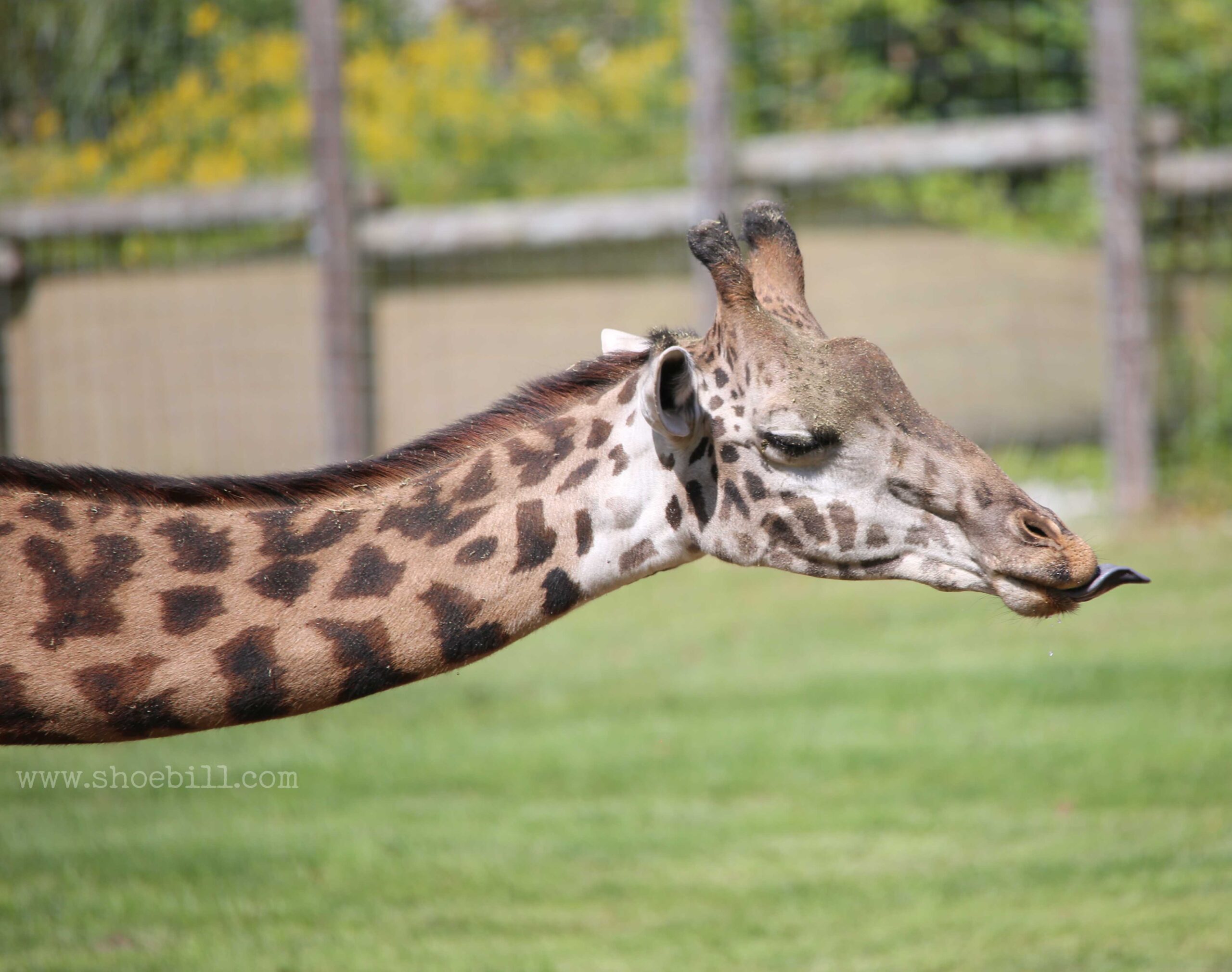 How long is a giraffe’s neck?