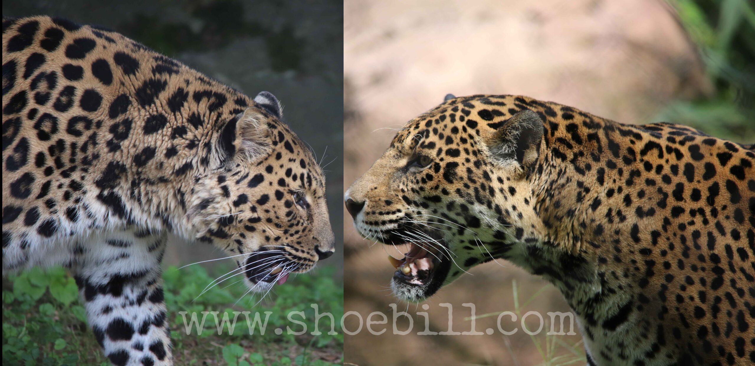 What Is The Difference Between a Jaguar and a Leopard?