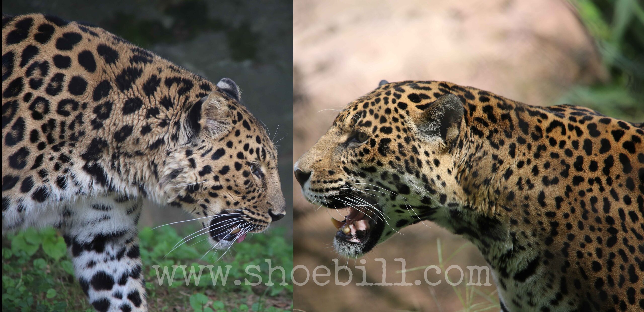 Difference Between Leopard And Jaguar, Features And Habitat