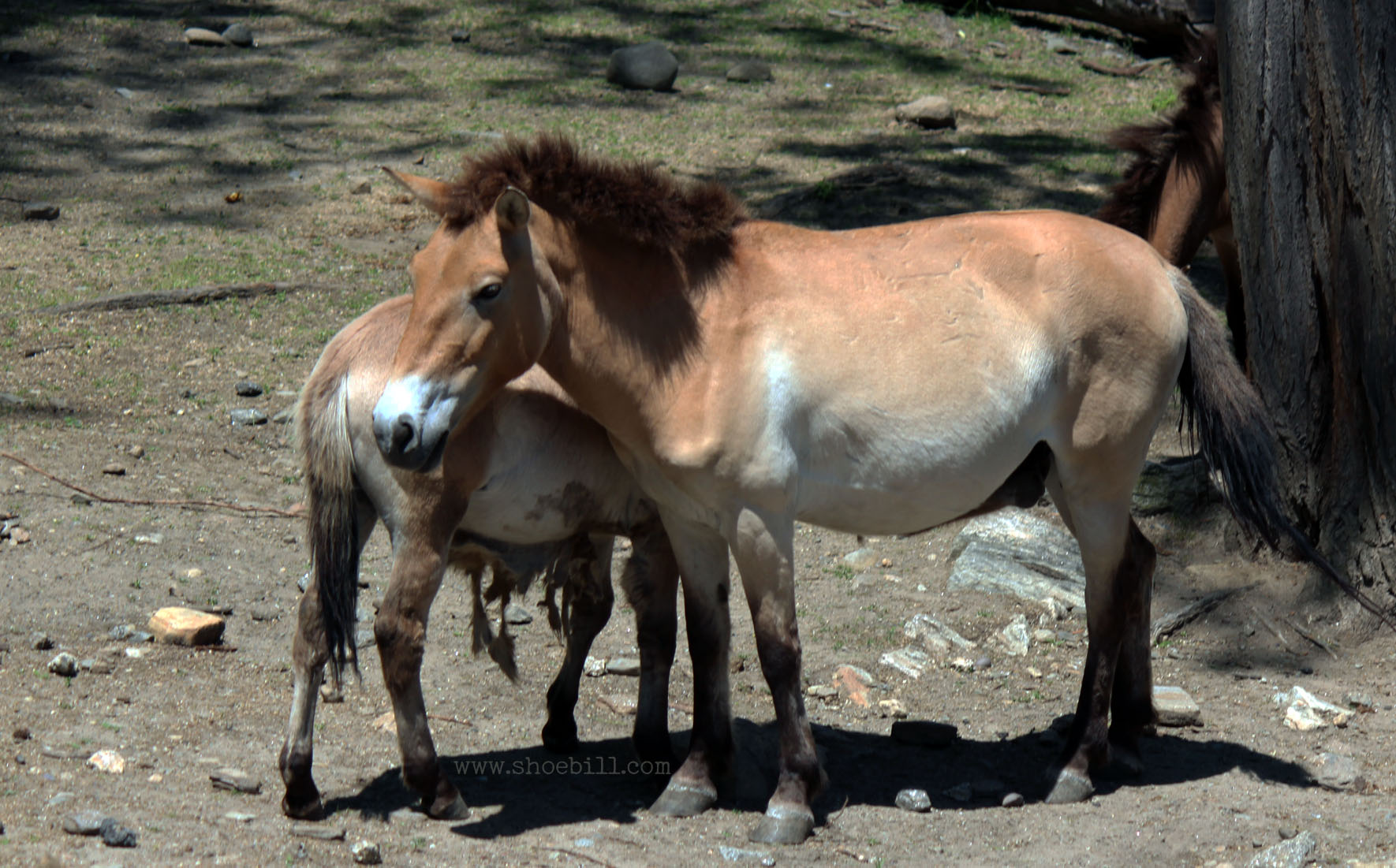 Mongolian Horse