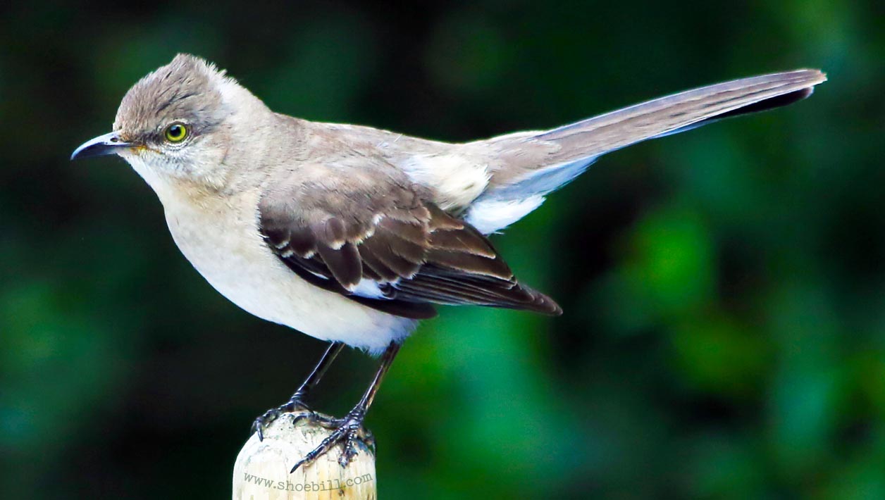 Northern Mockingbird