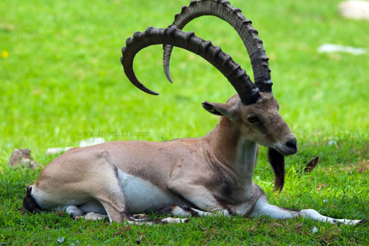 Nubian Ibex