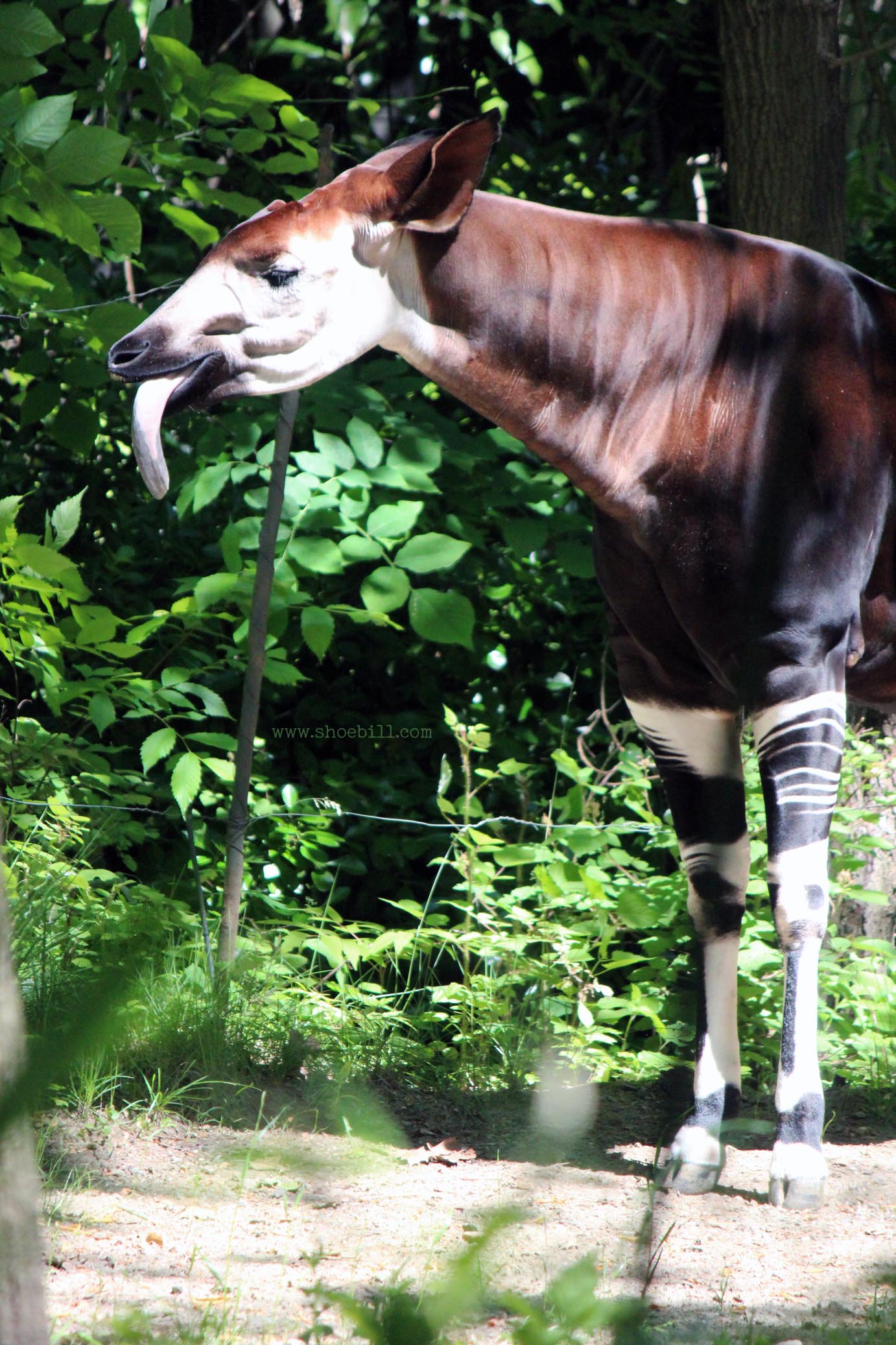 Okapi