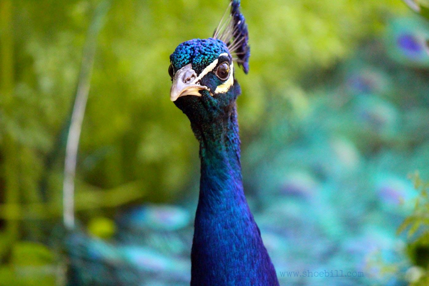 Some Interesting Facts About The Indian Peafowl a.k.a. Indian Peacock