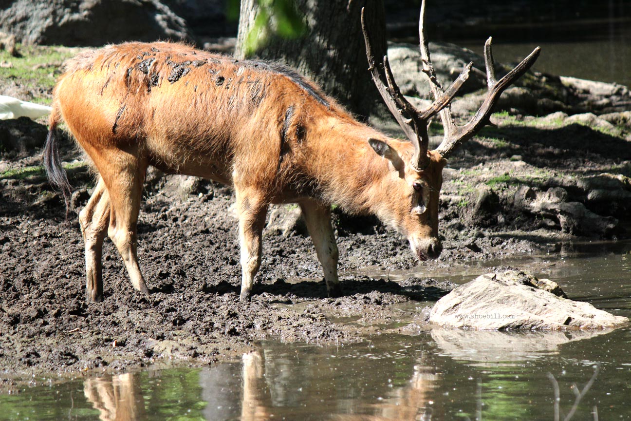 Père David’s deer