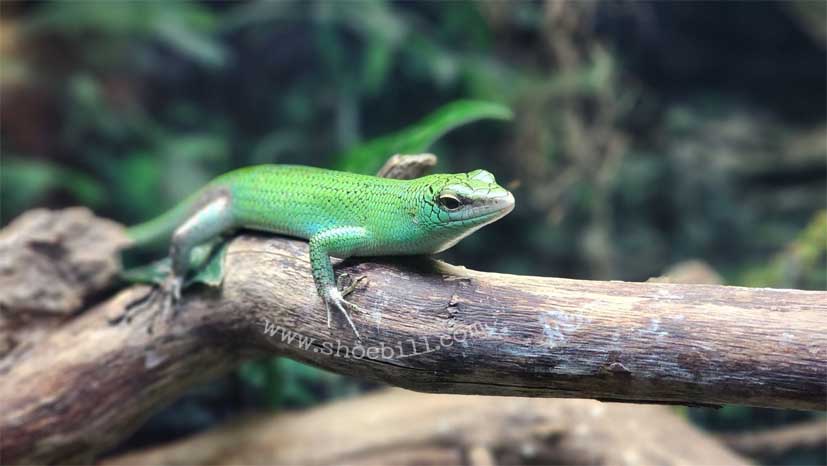 Philippine Tree Skink