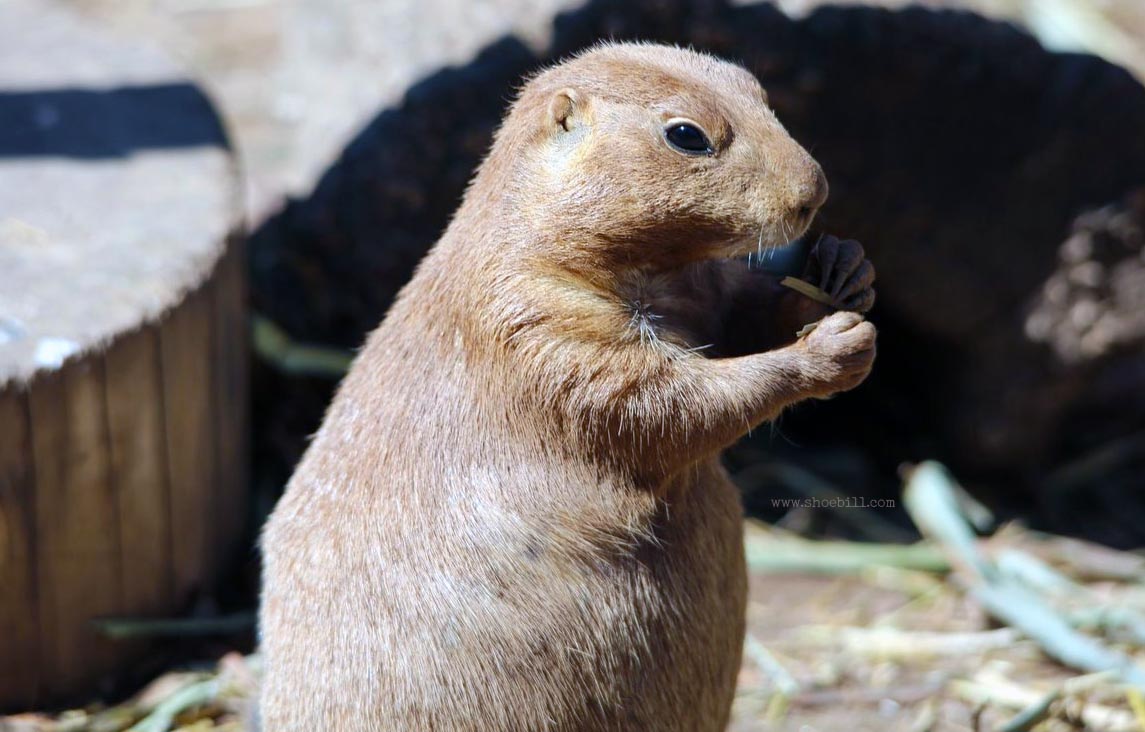 Prairie Dogs