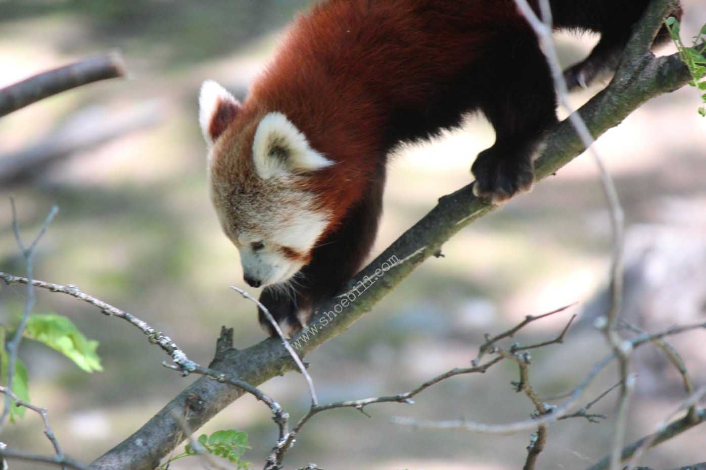 The Red Panda