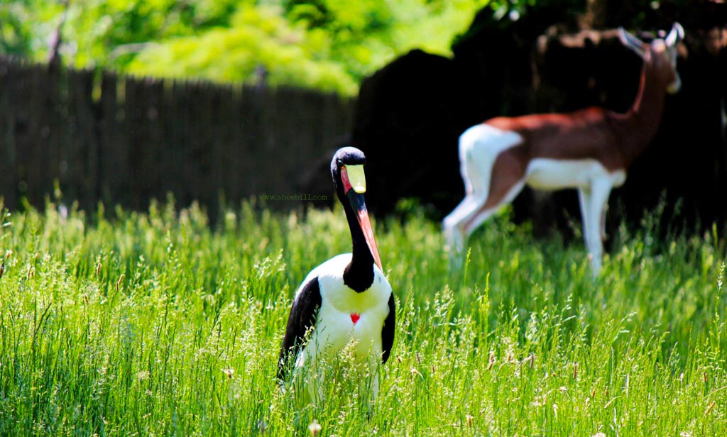 Saddle-billed stork