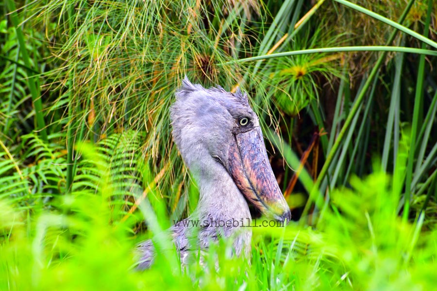 Shoebill