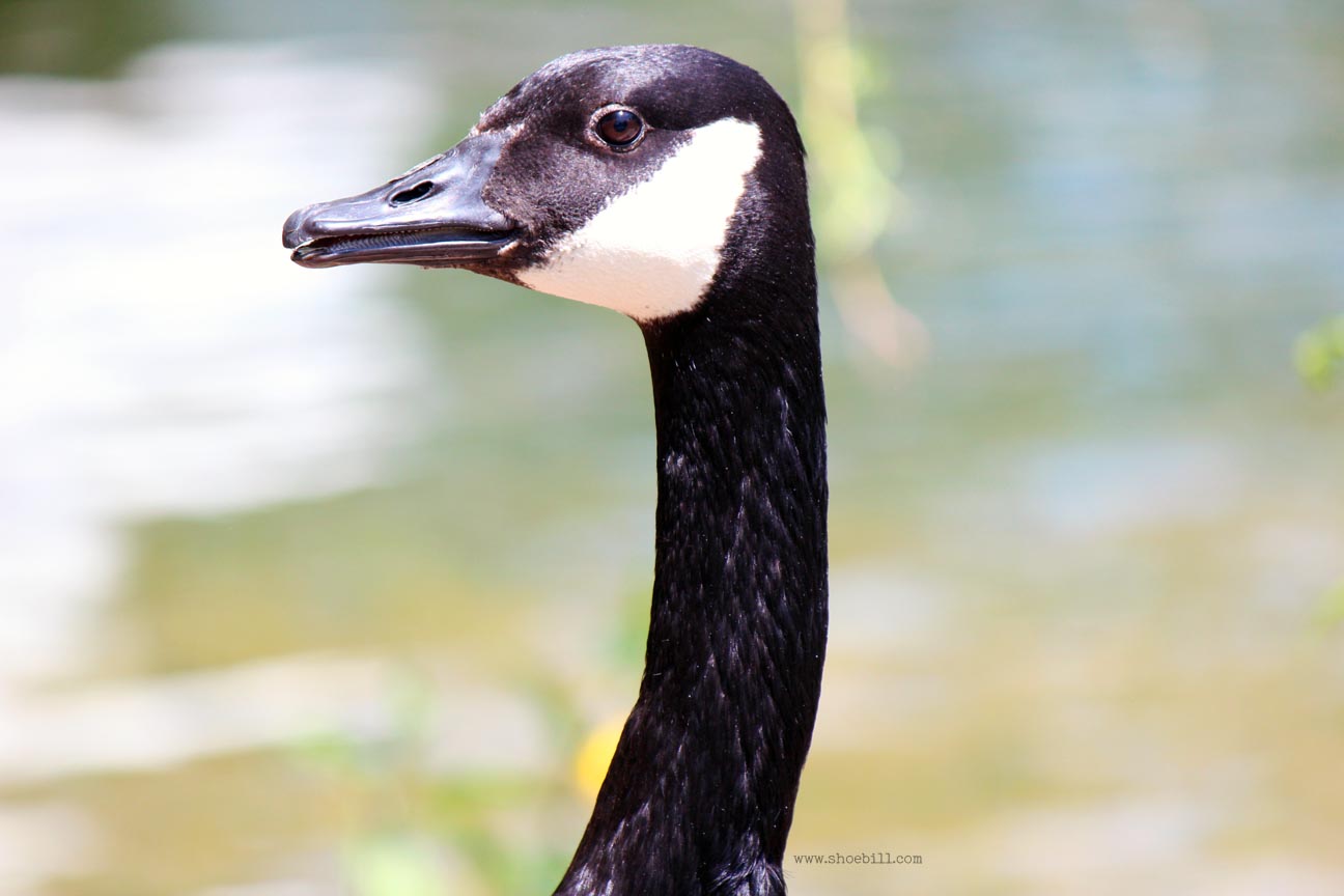 The Canada Goose