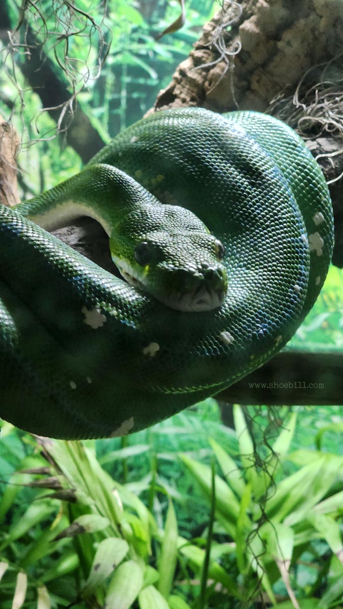 The Green Tree Python