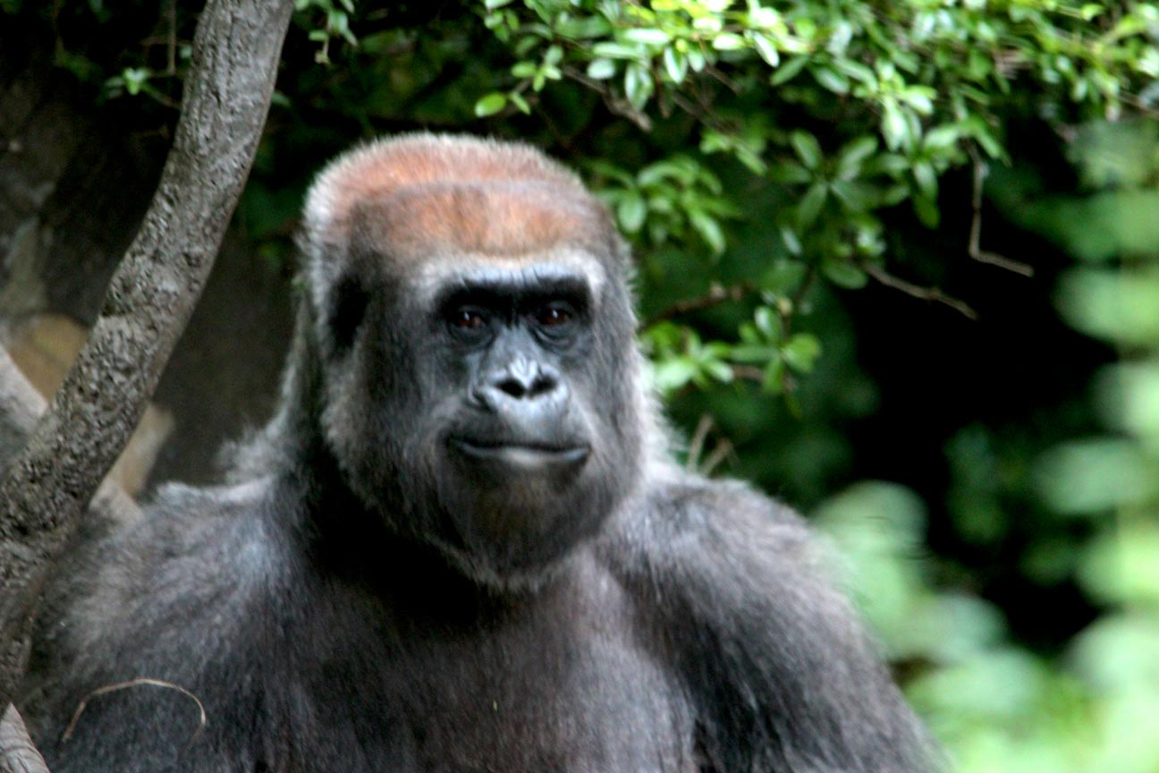 Western lowland gorilla