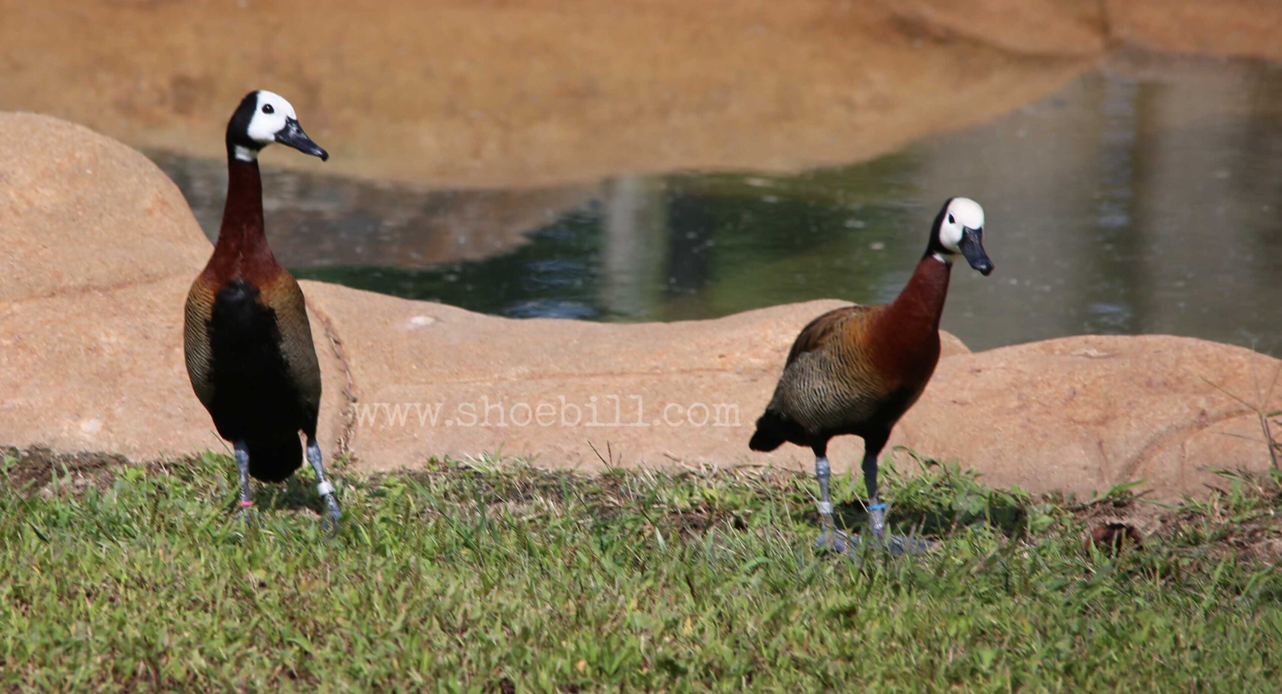 White-faced Whistling Duck