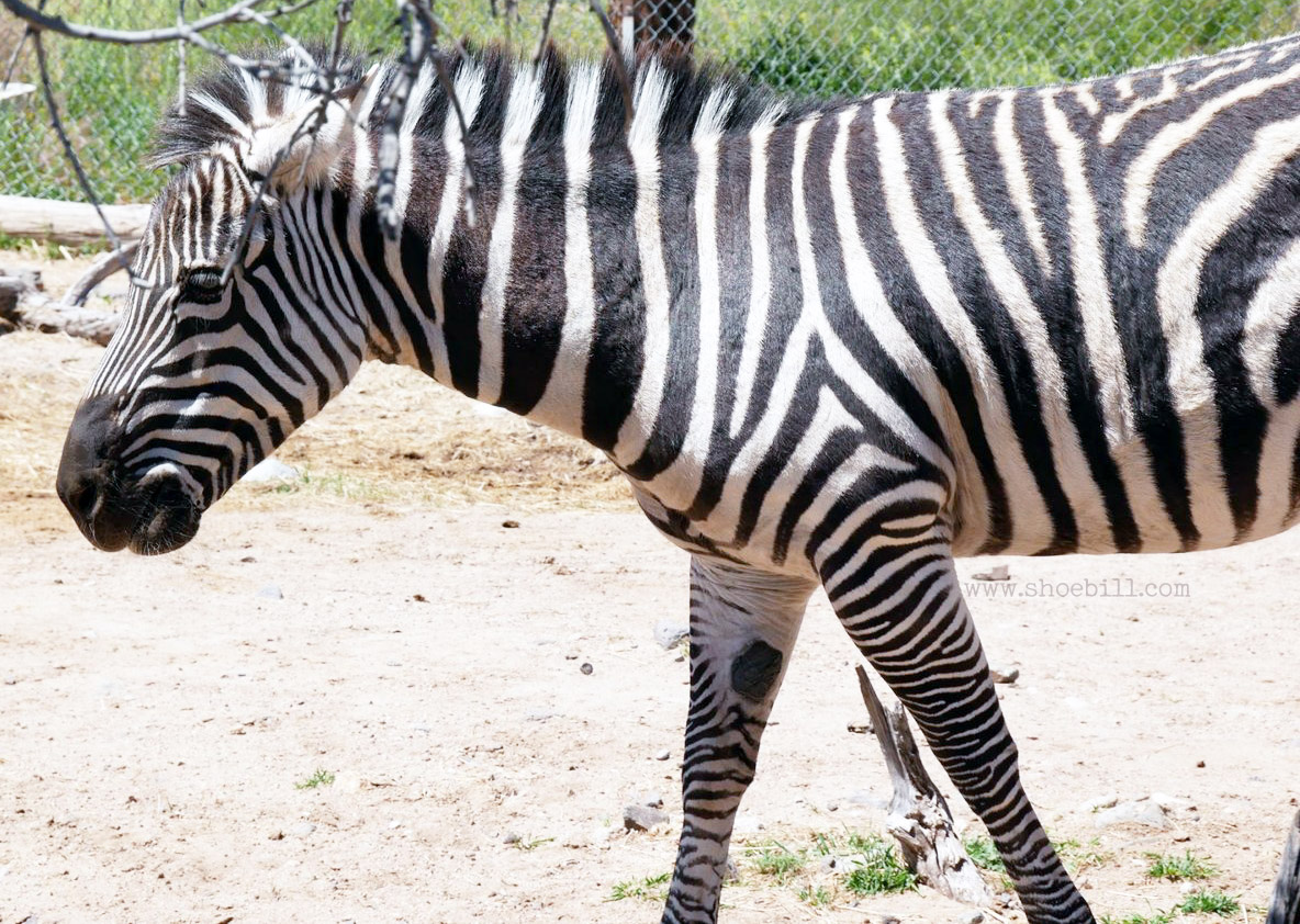 Zebra