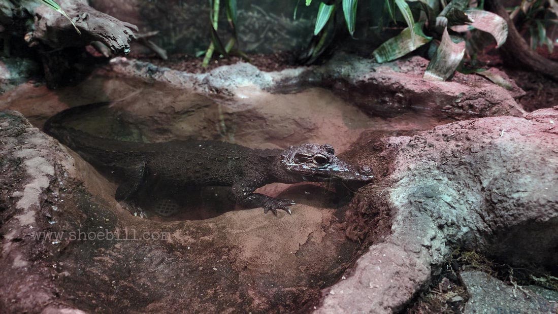 West African Dwarf Crocodile