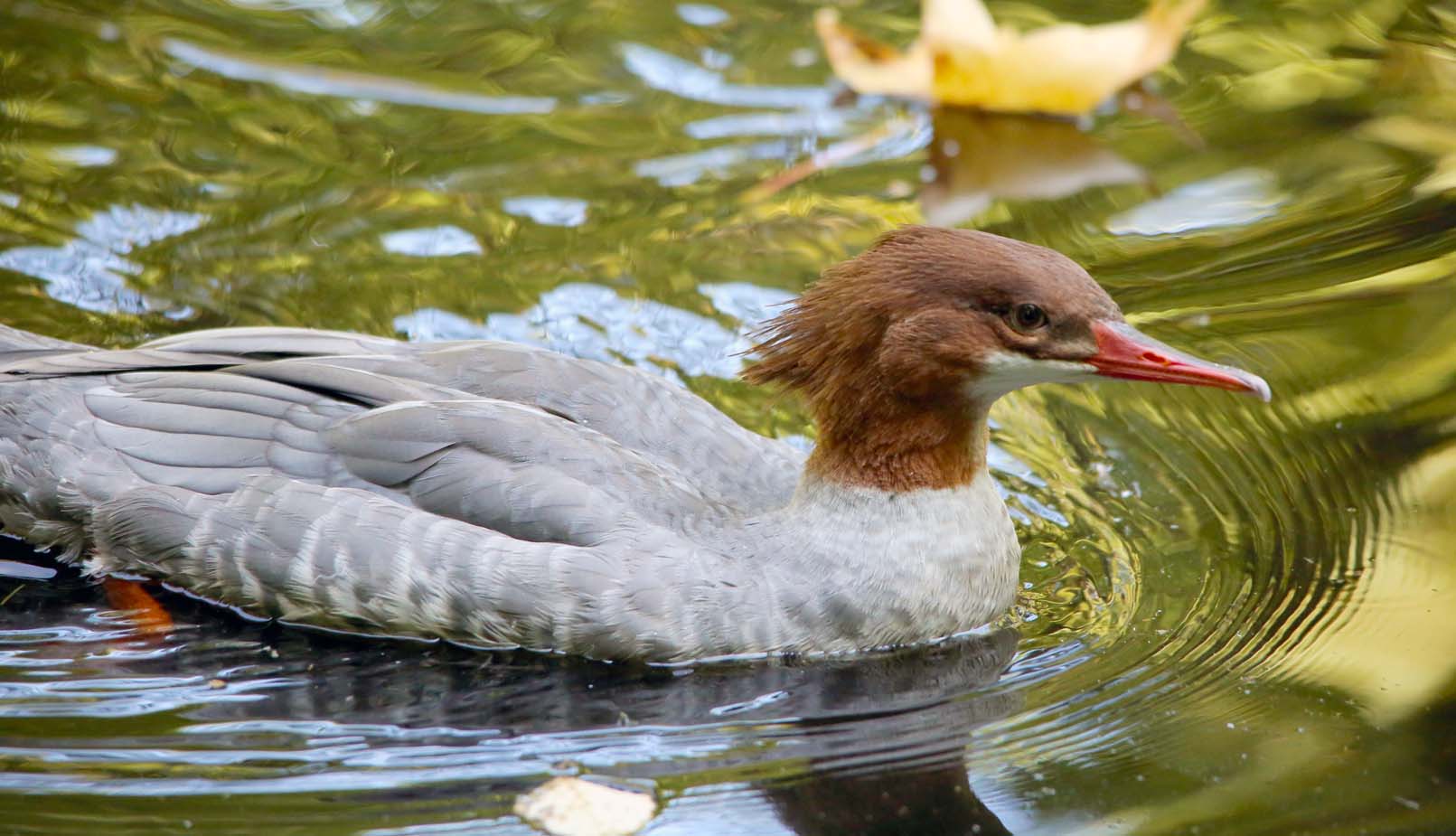 Common Merganser