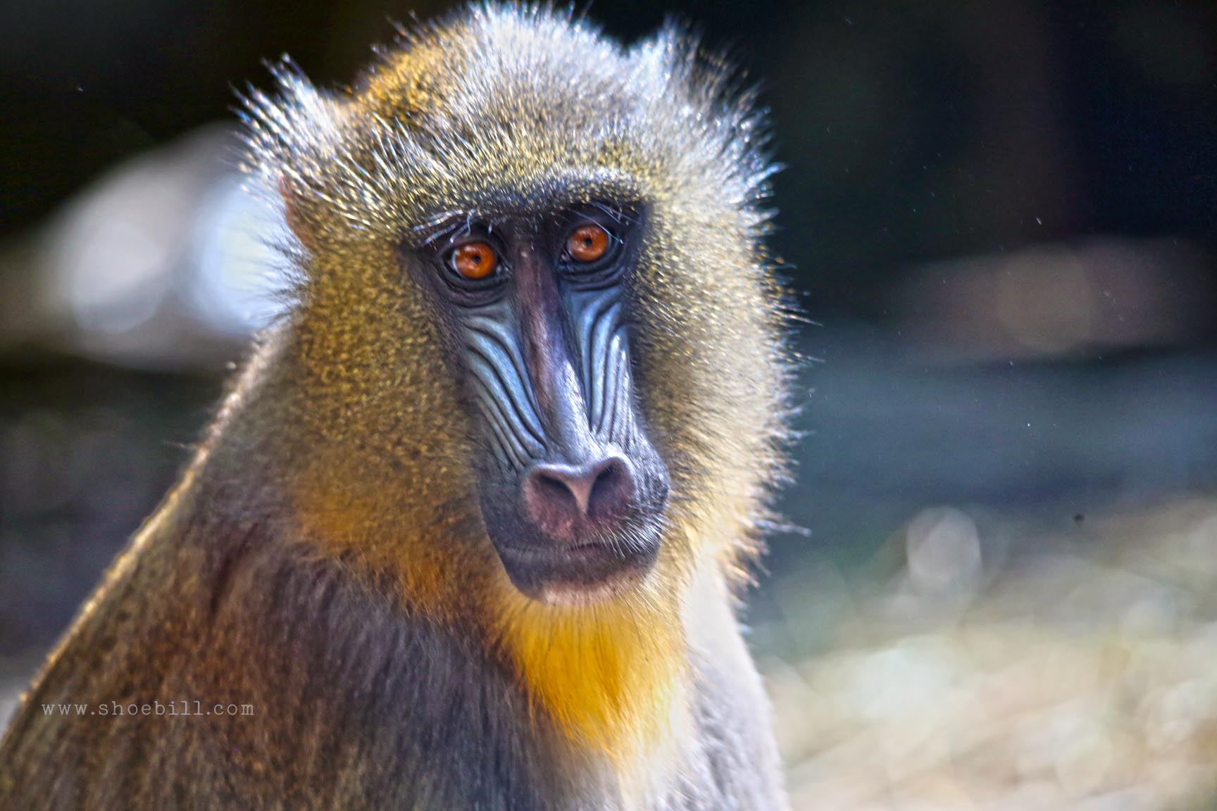 Mandrill