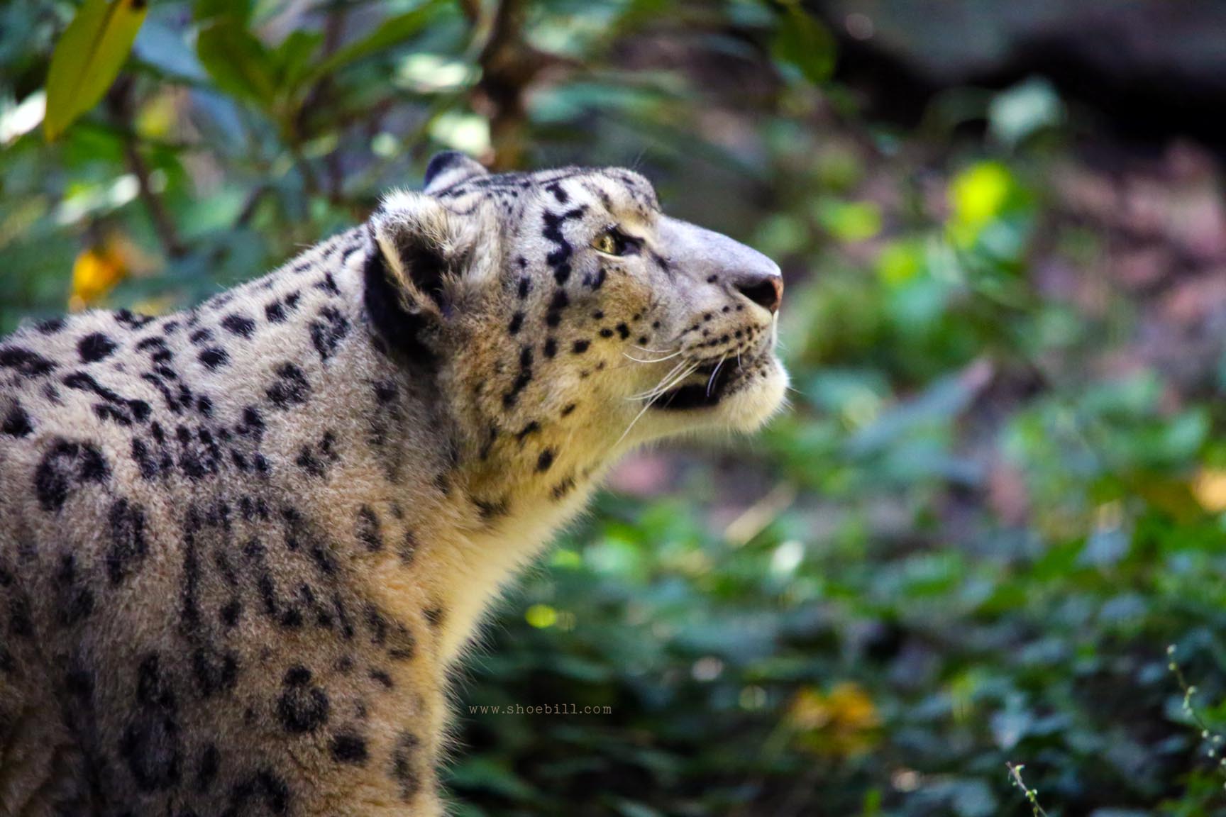 Snow Leopard