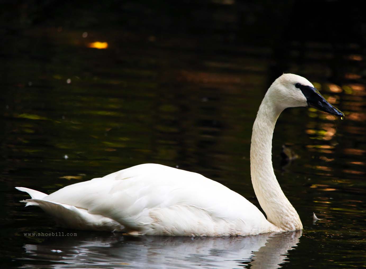 Trumpeter Swan