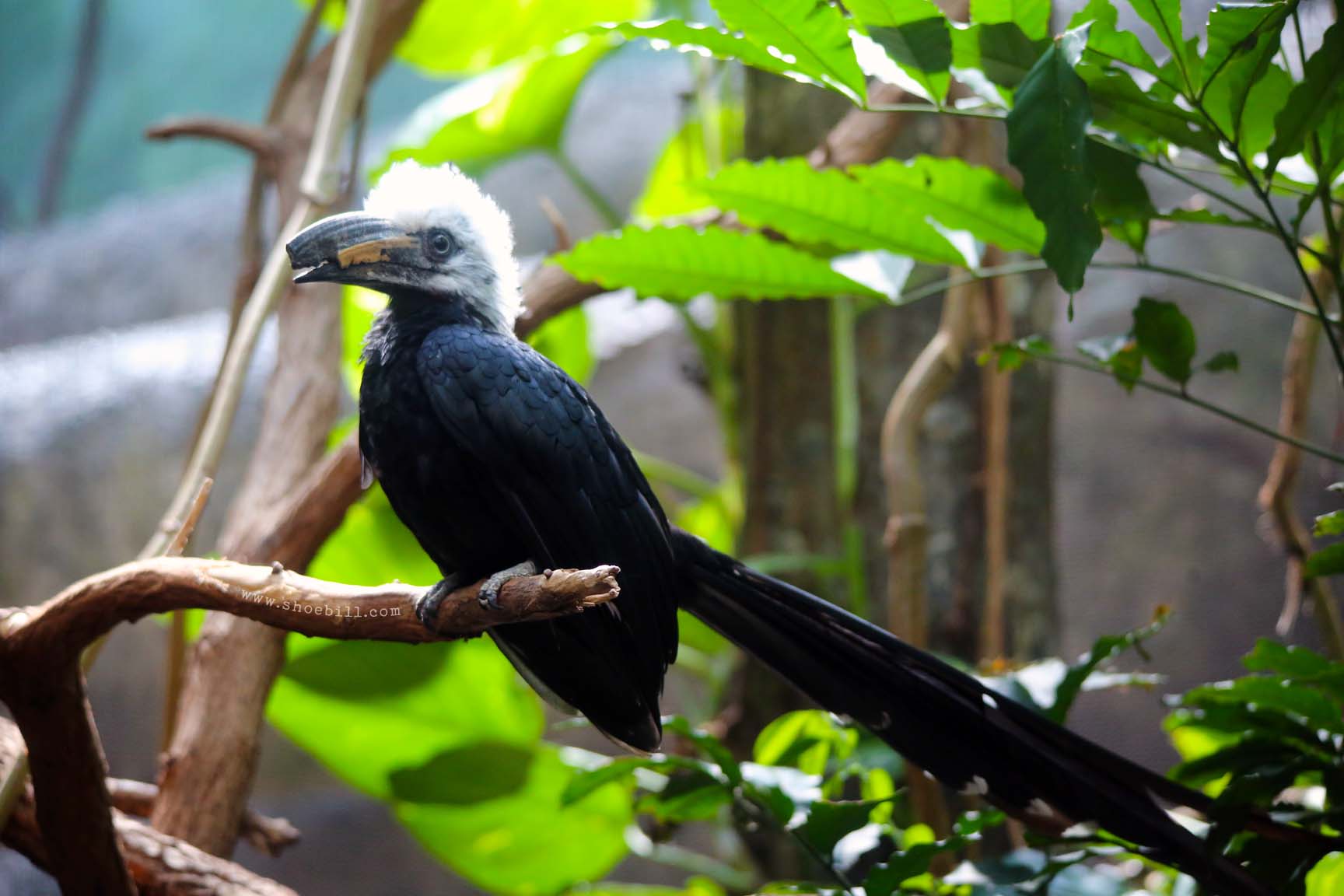 White-crested Hornbill