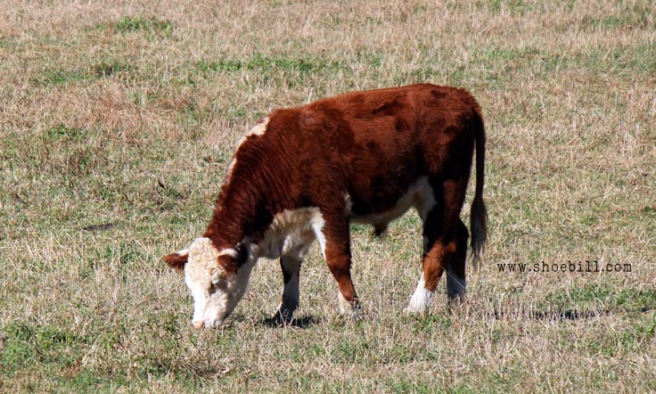 Hereford calf