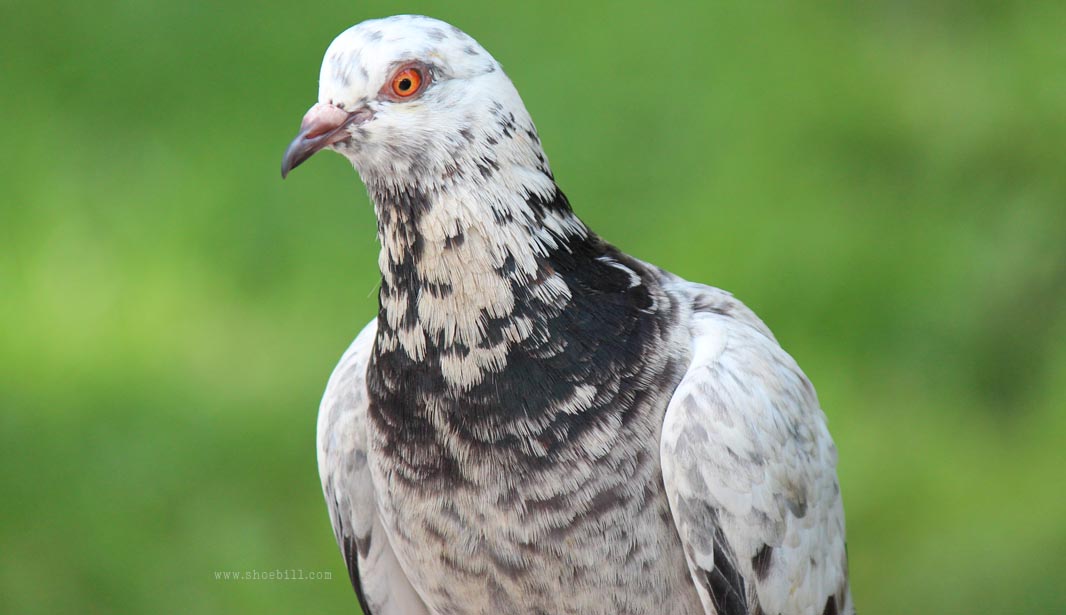 Albino Feral pigeon