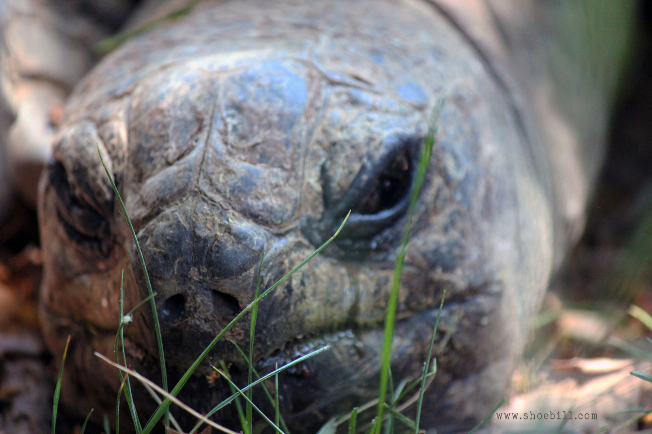 Aldabra giant tortoise