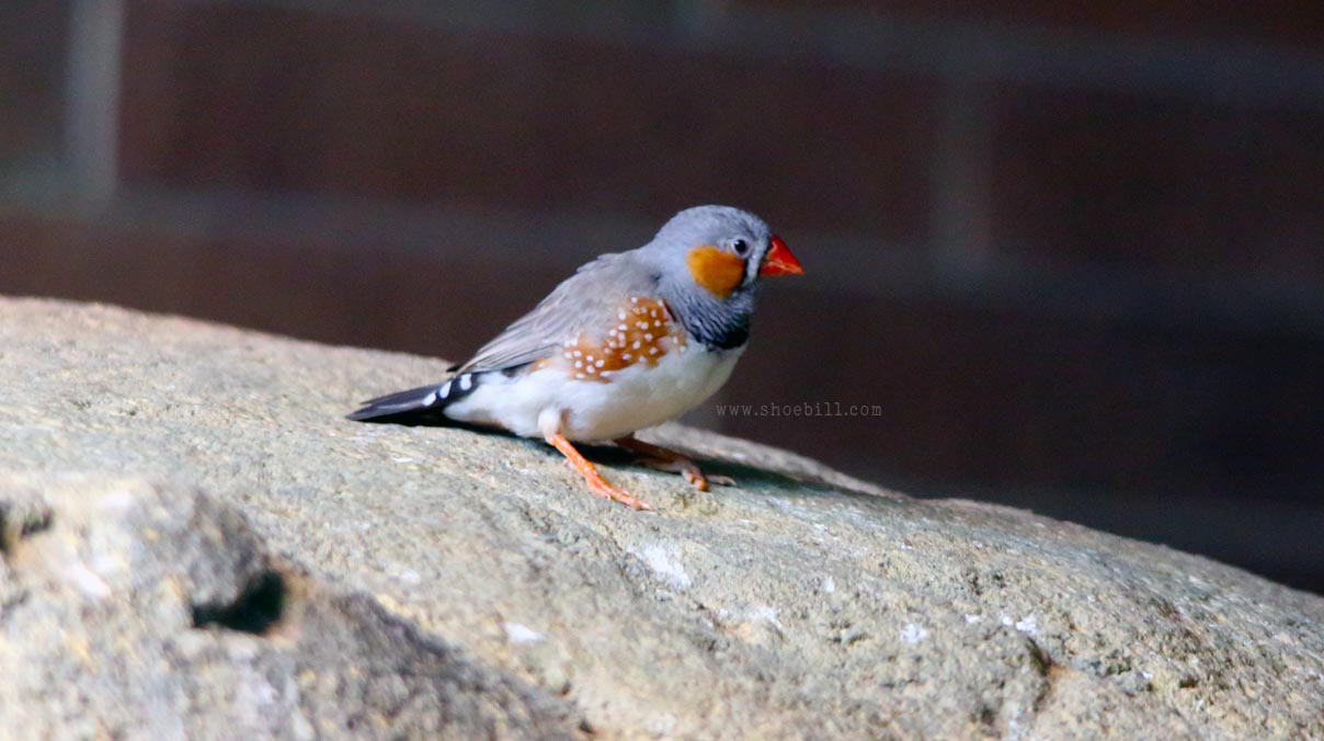 Australian zebra finch