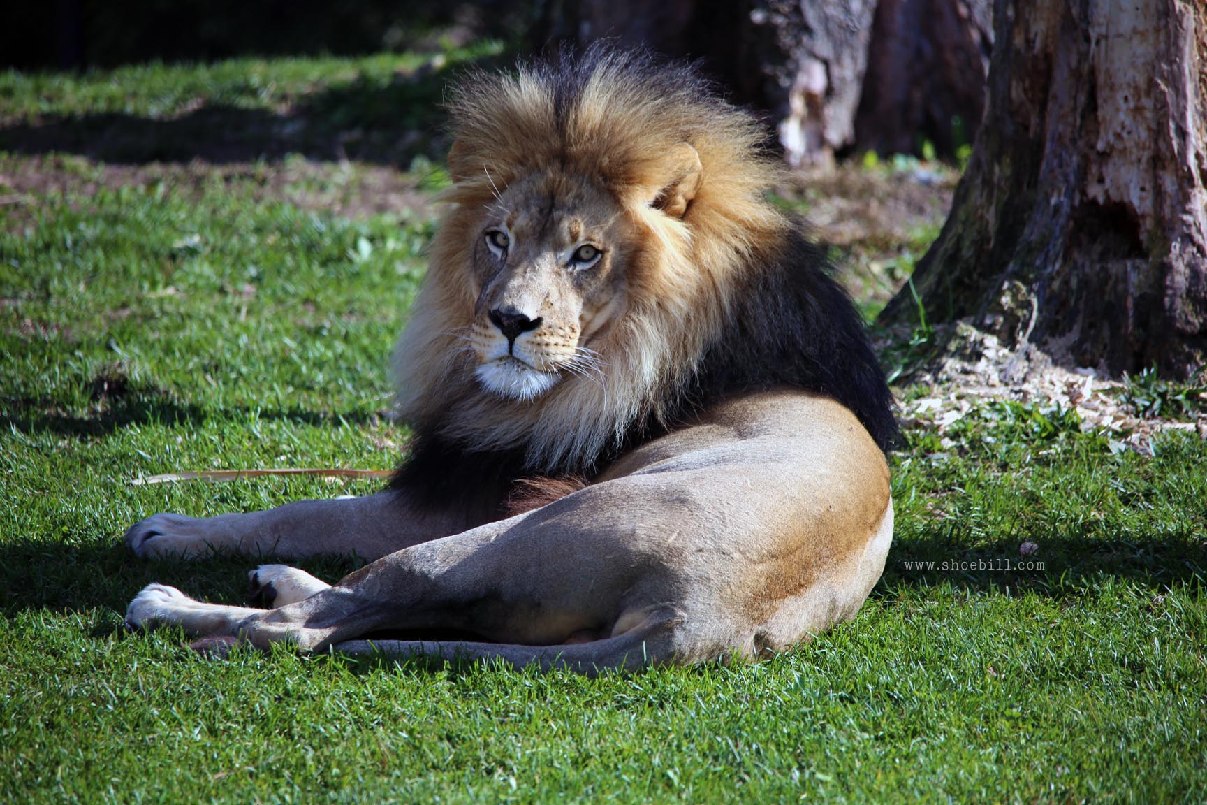 Barbary lion