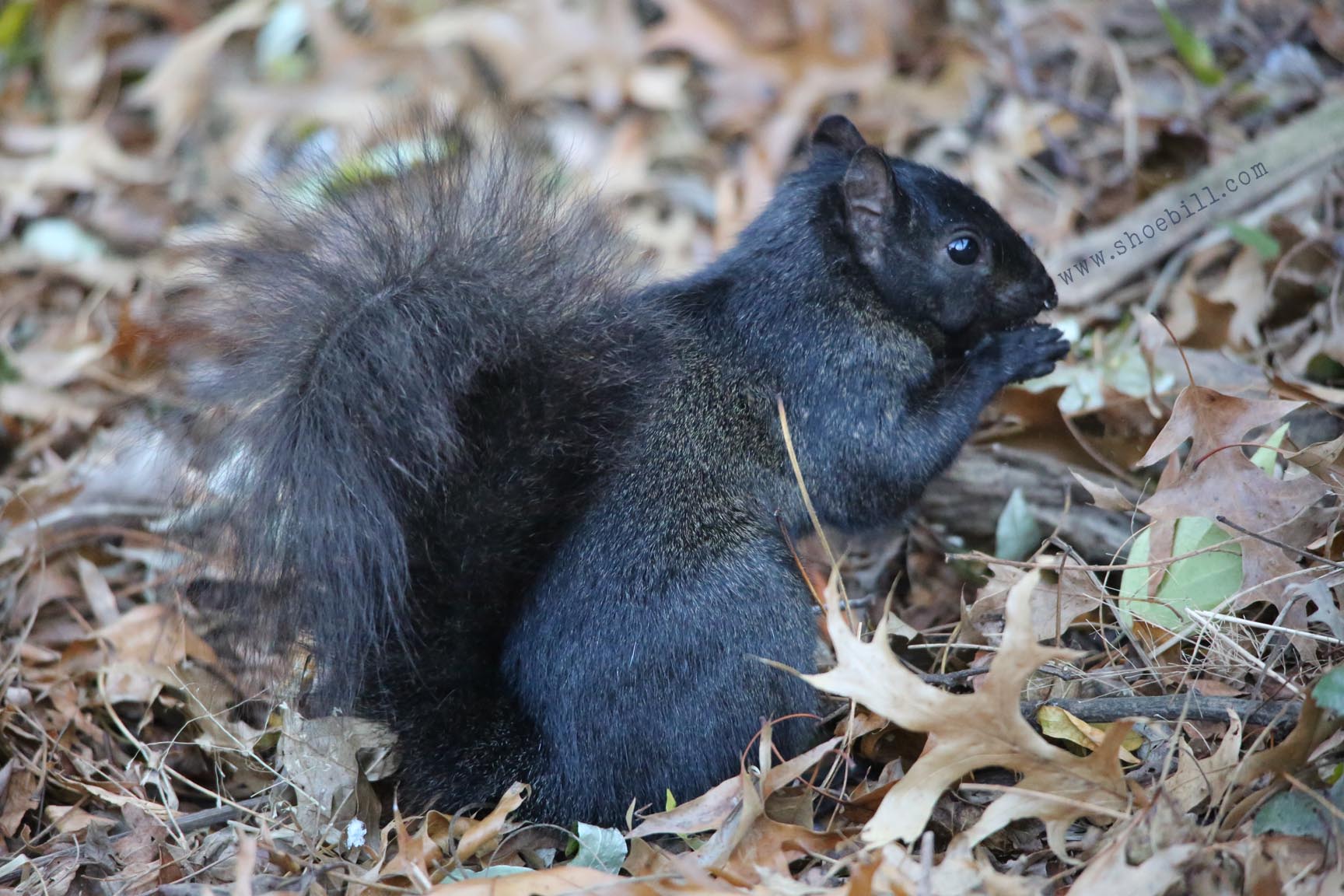 Black squirrel