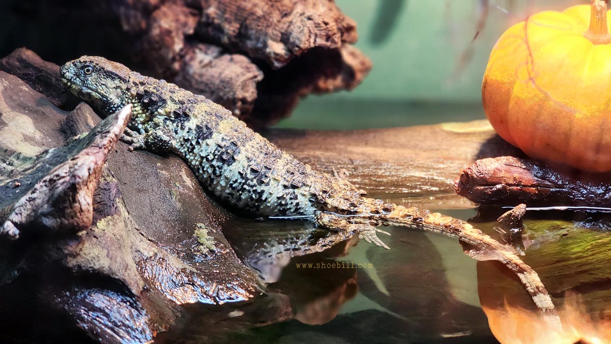 Chinese crocodile lizard