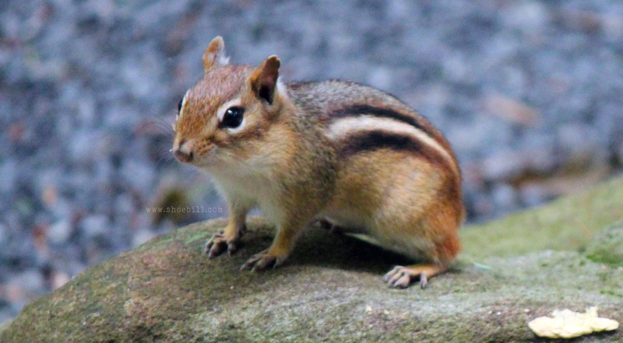 Eastern chipmunk