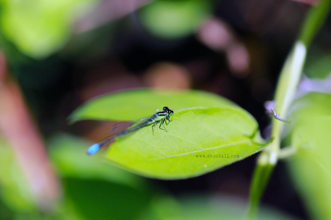 Eastern forktail dragonfly