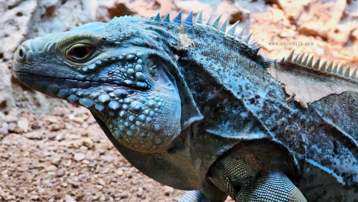 Grand Cayman Blue Iguana