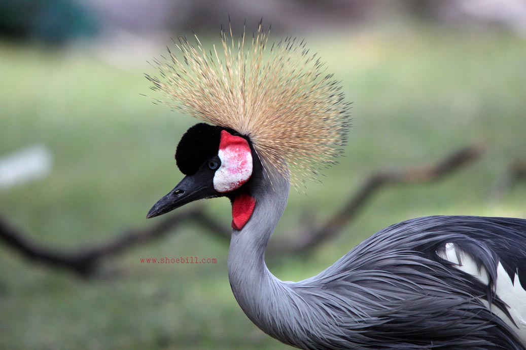 Grey crowned crane