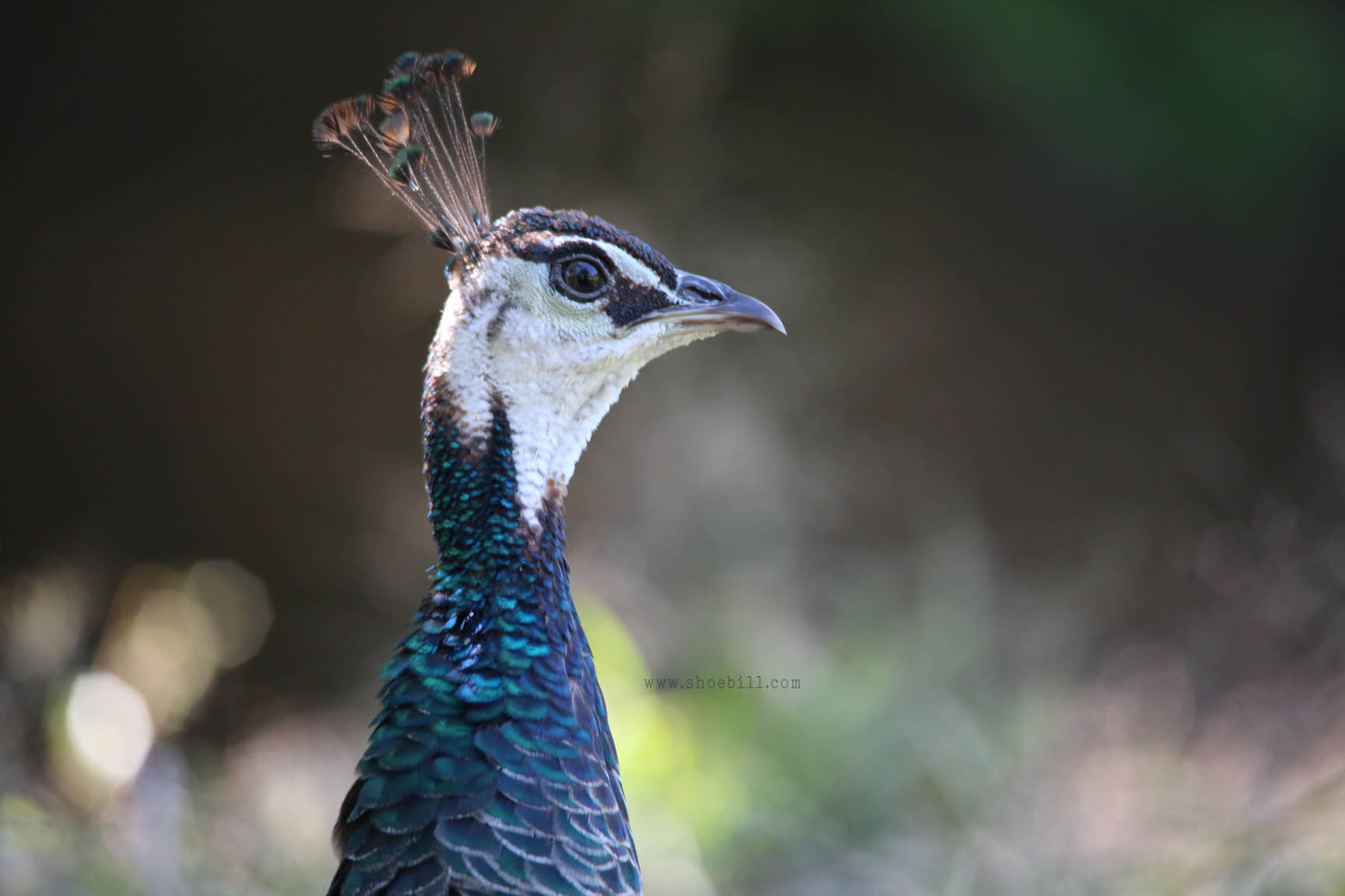 Indian peafowl