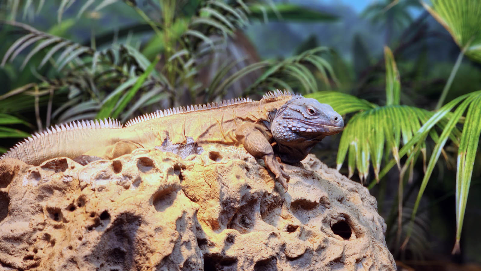 Jamaican Iguana