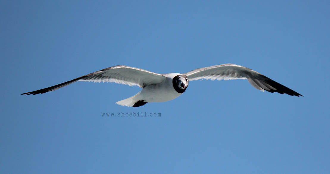 Laughing gull