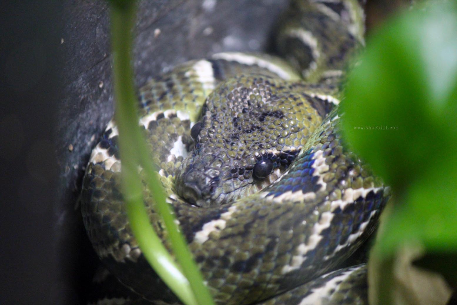 Madagascar tree boa