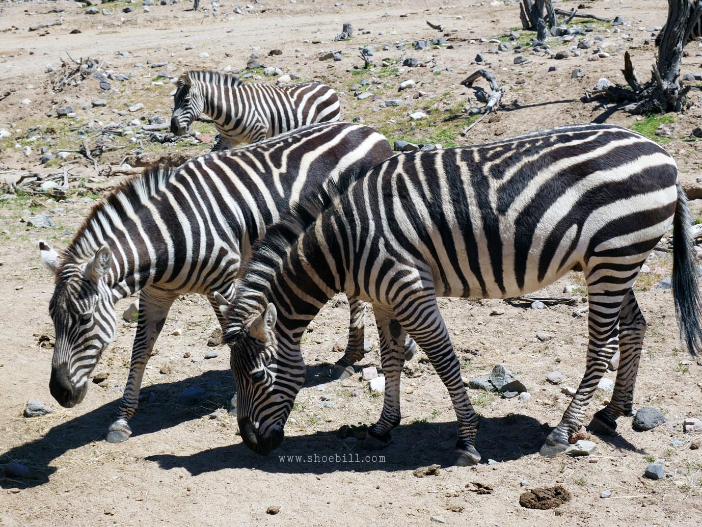 Plains Zebra