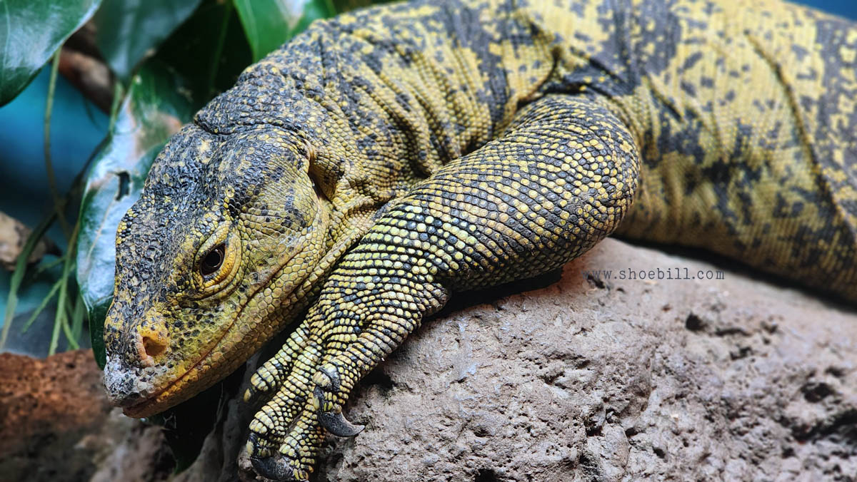 Quince monitor