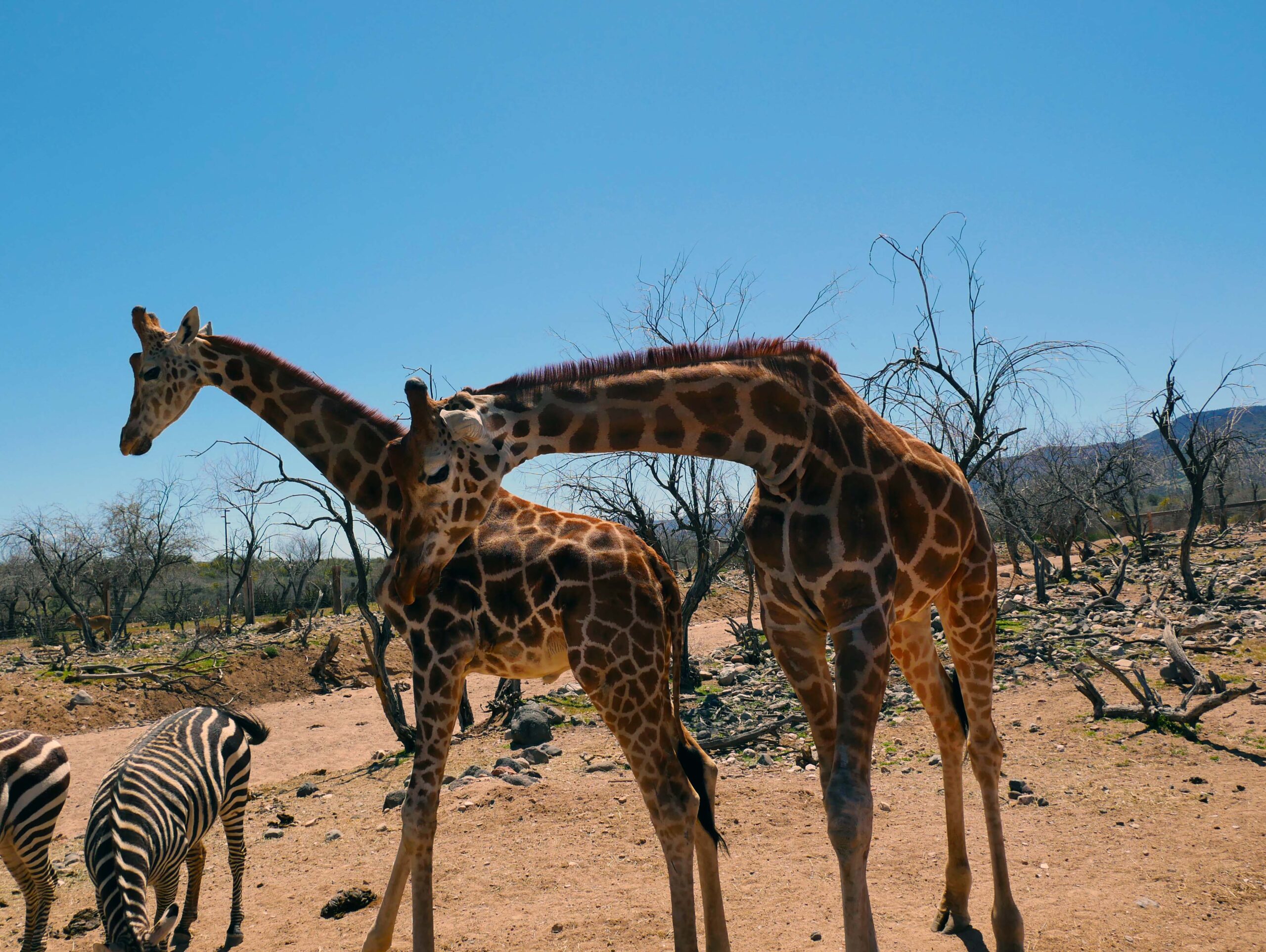 What are 10 interesting facts about giraffes?