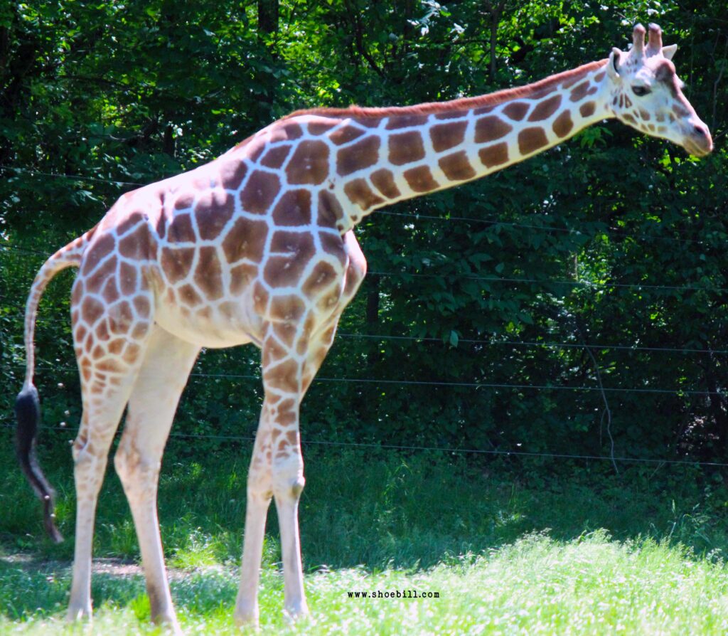 Reticulated giraffe