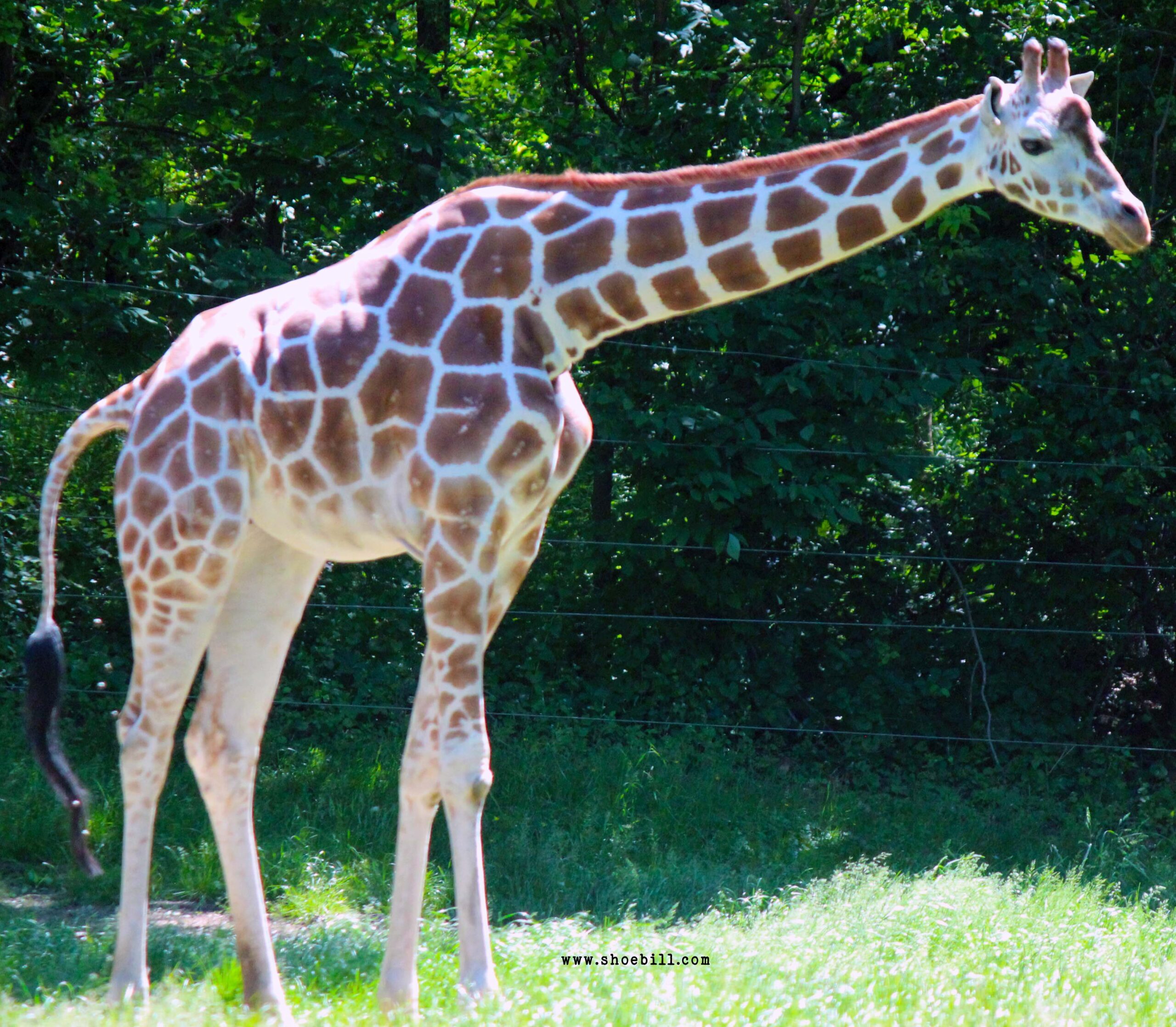 Reticulated giraffe