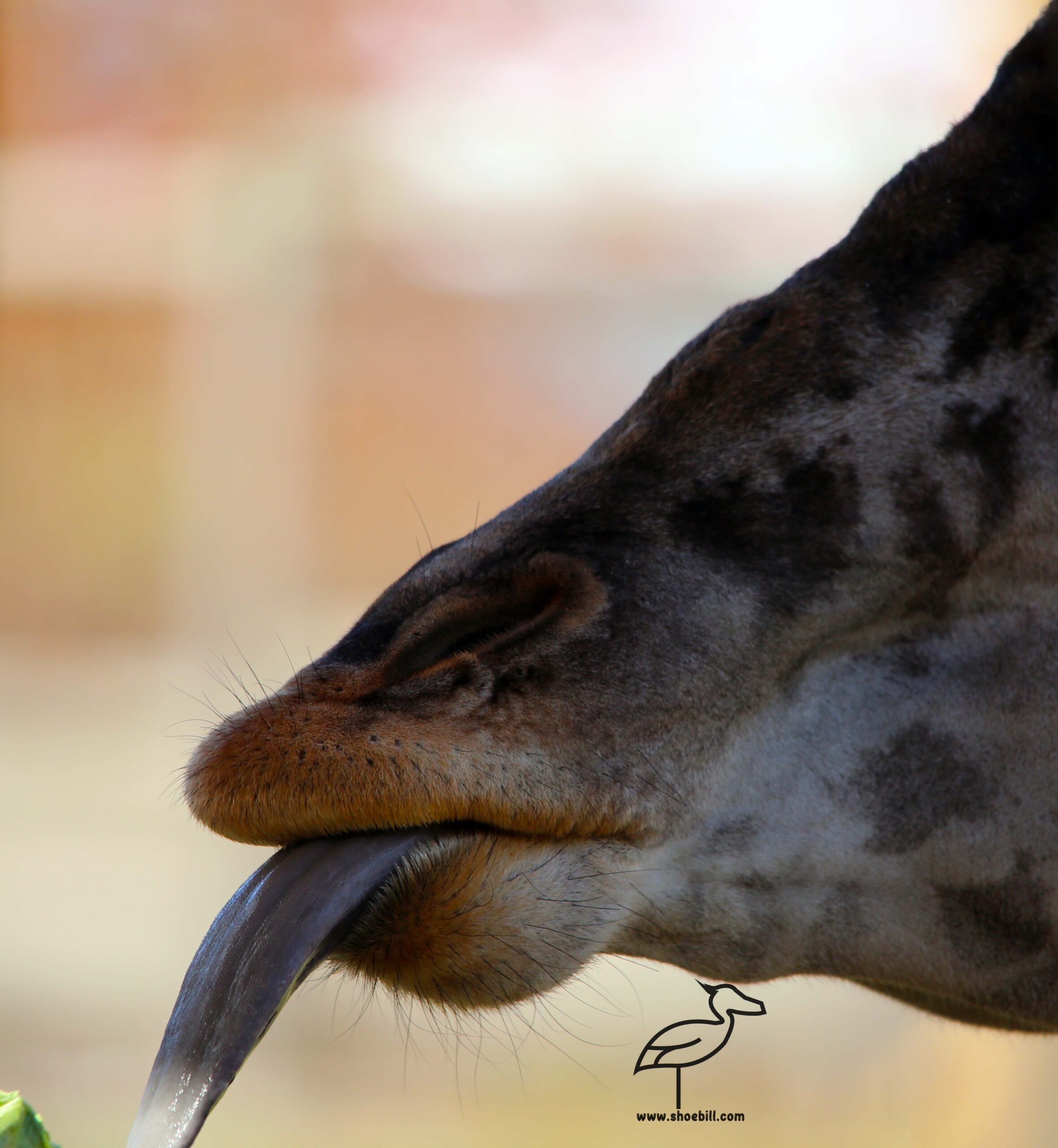 What color (colour) is a giraffe’s tongue?