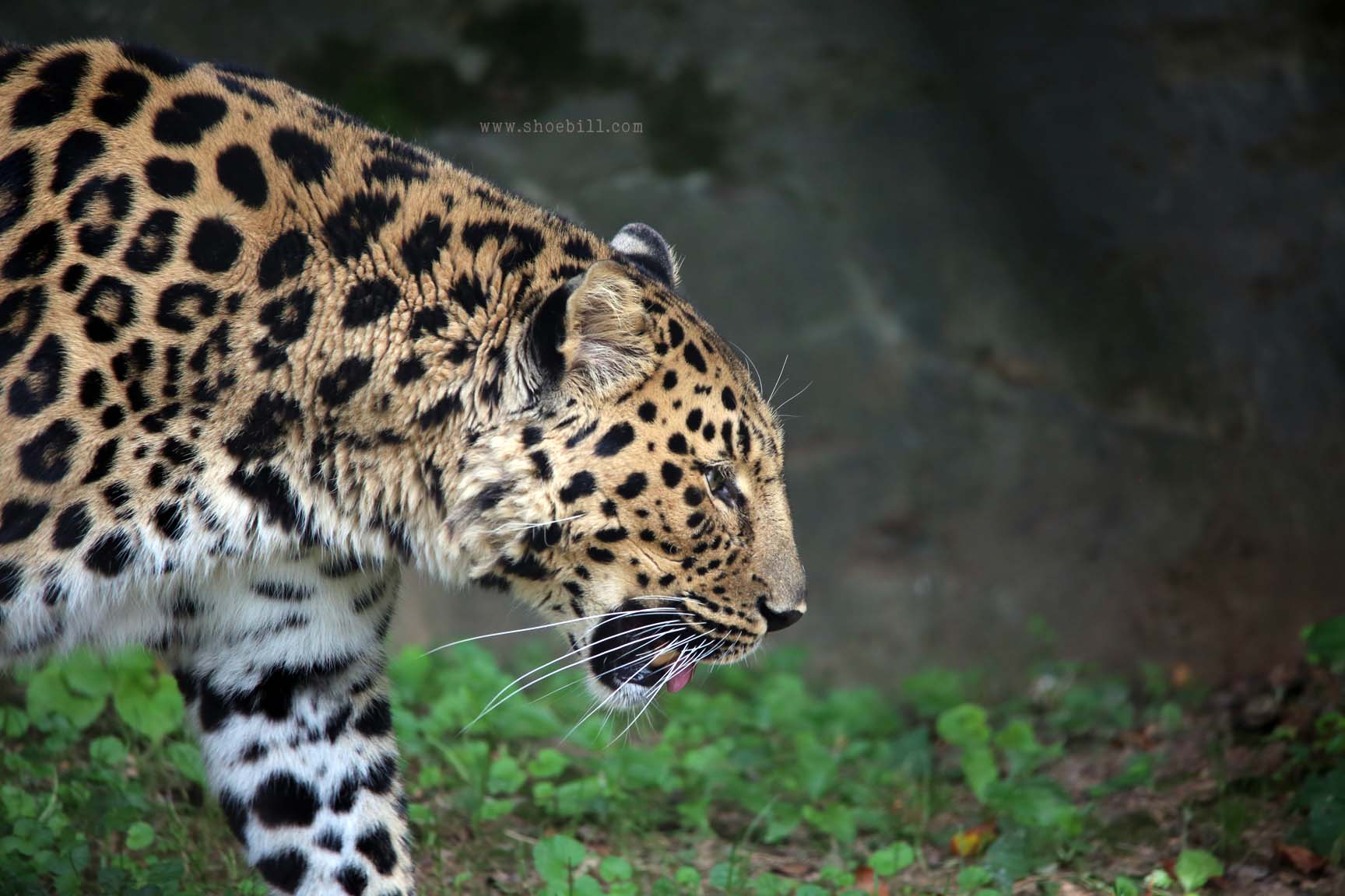 Amur leopard