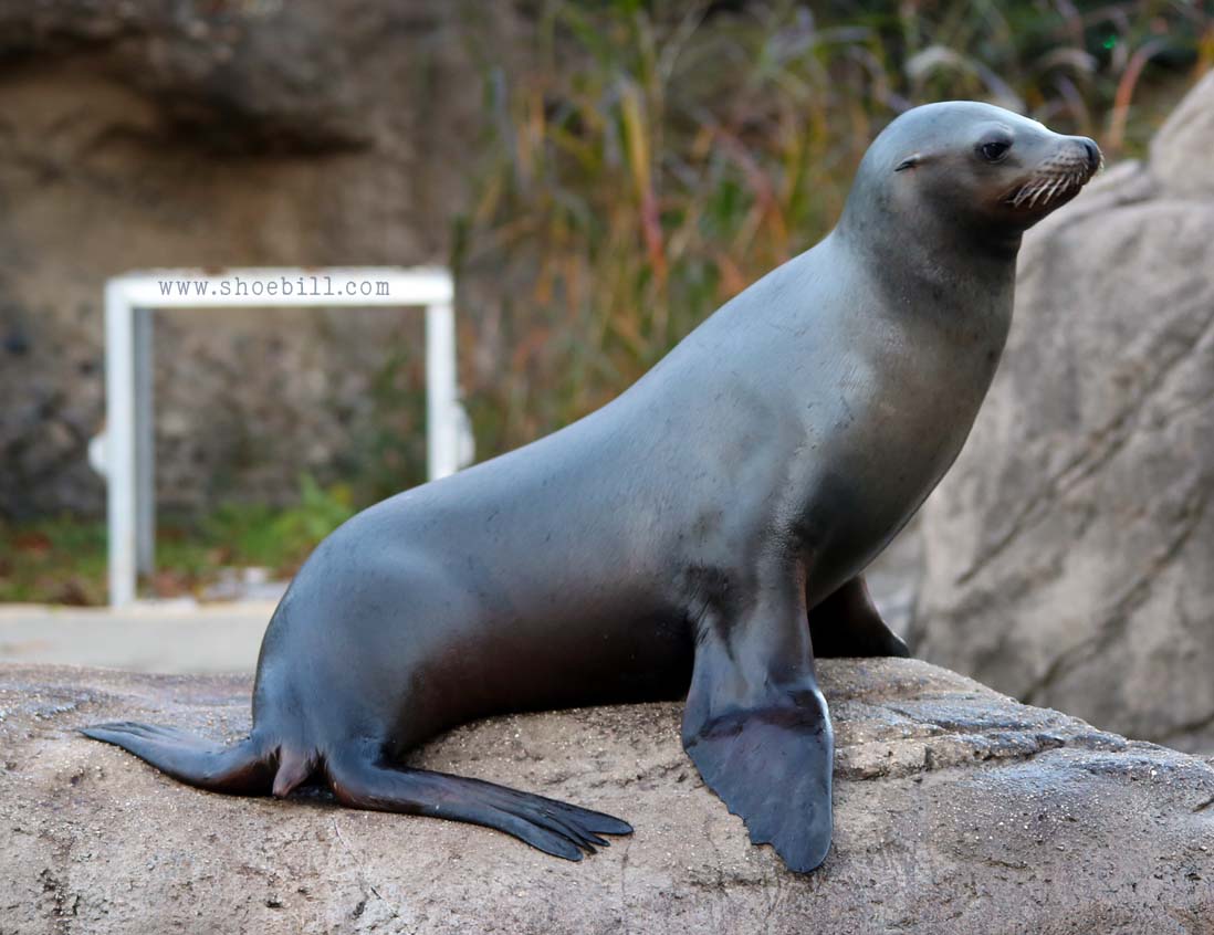 California Sea Lion